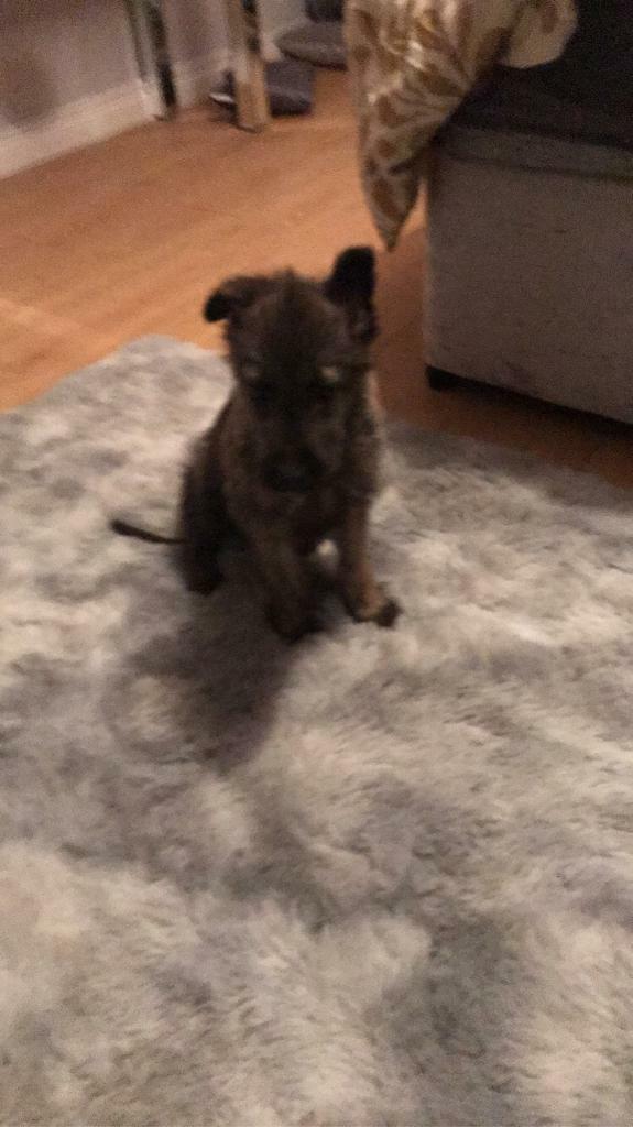 wolf puppies for sale gumtree